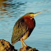 green heron