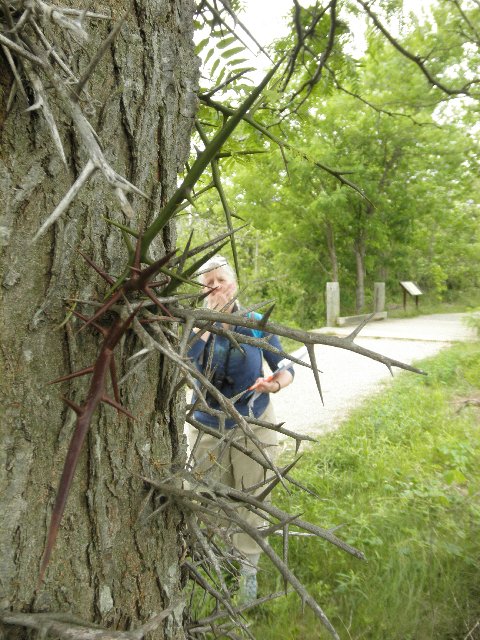 honeylocust thorns