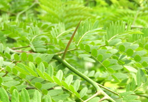 Honey locust