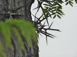 Honey locust
