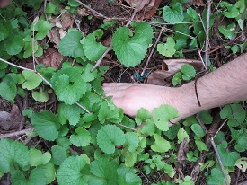 garlic mustard