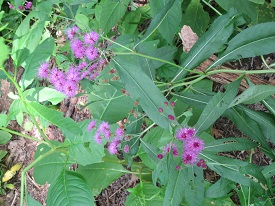 ironweed