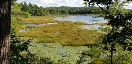 Dyke Marsh Dyke Marsh