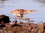 least bittern