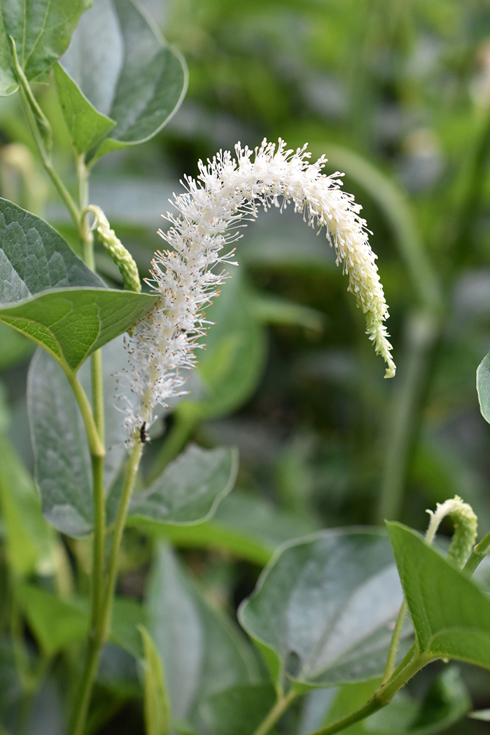 lizard_tail_Saururus_cernuus_3_-_m700.jpg