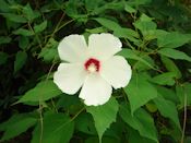 Swamp rose mallow