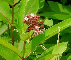 Milkweed