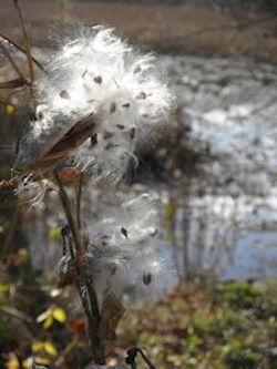 milkweed