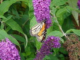 Monarch