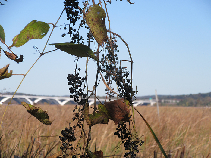 native grapes