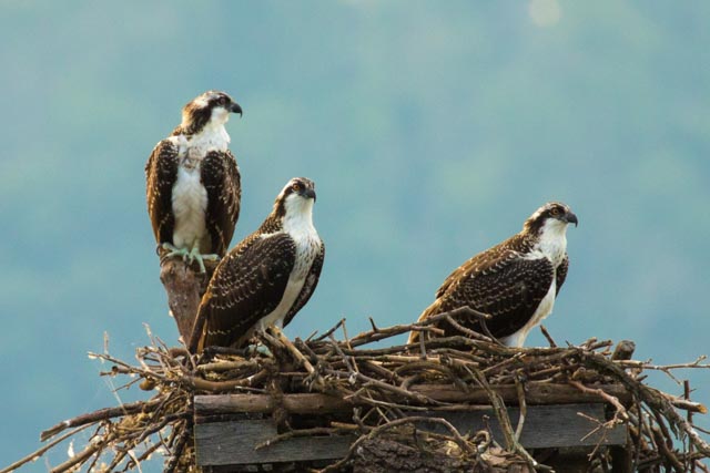 Juvenile ospreys