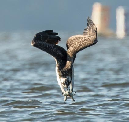 osprey dive