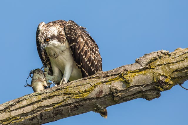 Osprey eating fish