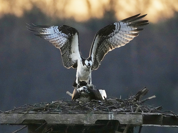 ospreys1 Charlene Johnson