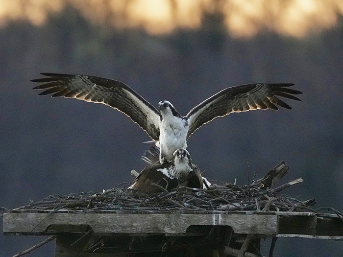 ospreys2 Charlene Johnson