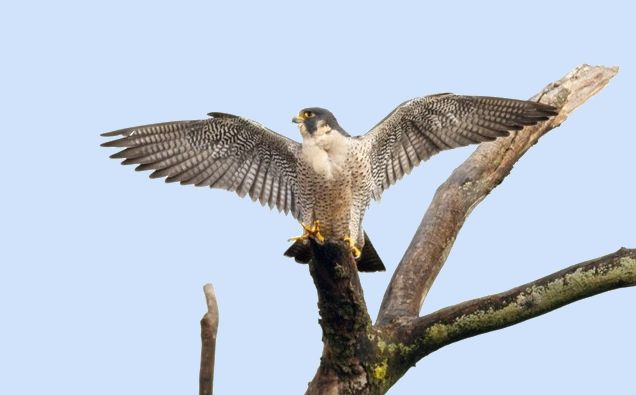 peregrine falcon