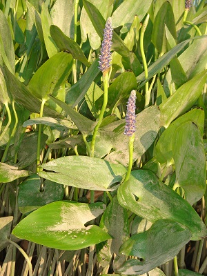pickerelweed pickerelweed