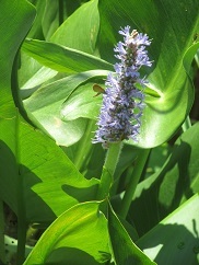 pickerelweed