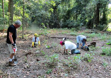 planting