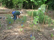 native plants