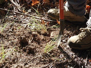 preparing soil