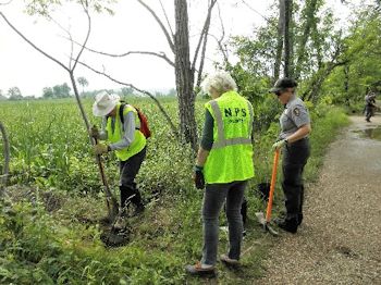 Tree planting Tree planting