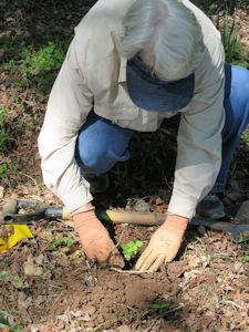 planting