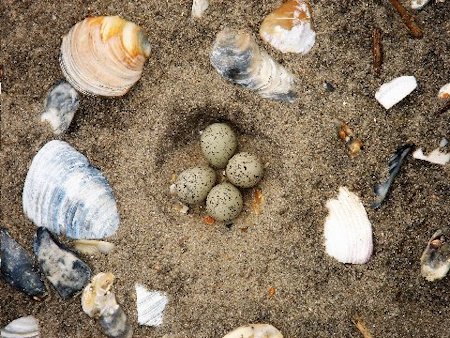 plover eggs plover eggs