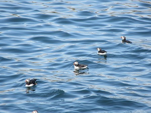 puffins