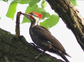 pileated