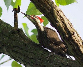 pileated