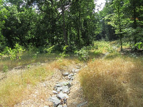 Native plants