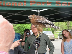 Red-shouldered hawk