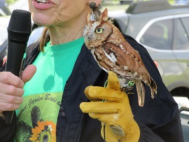 Screech owl