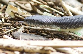 rat snake