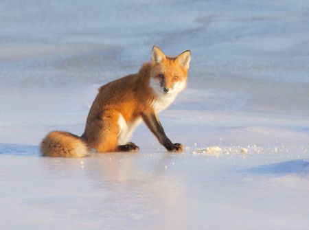 red fox