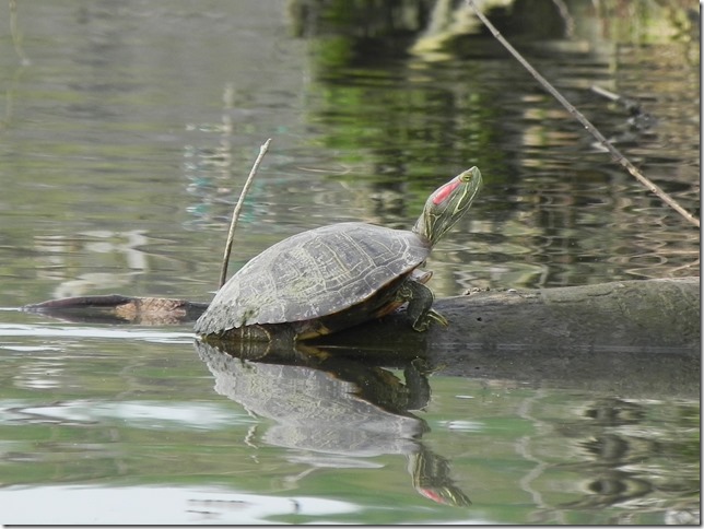 Red slider turtle