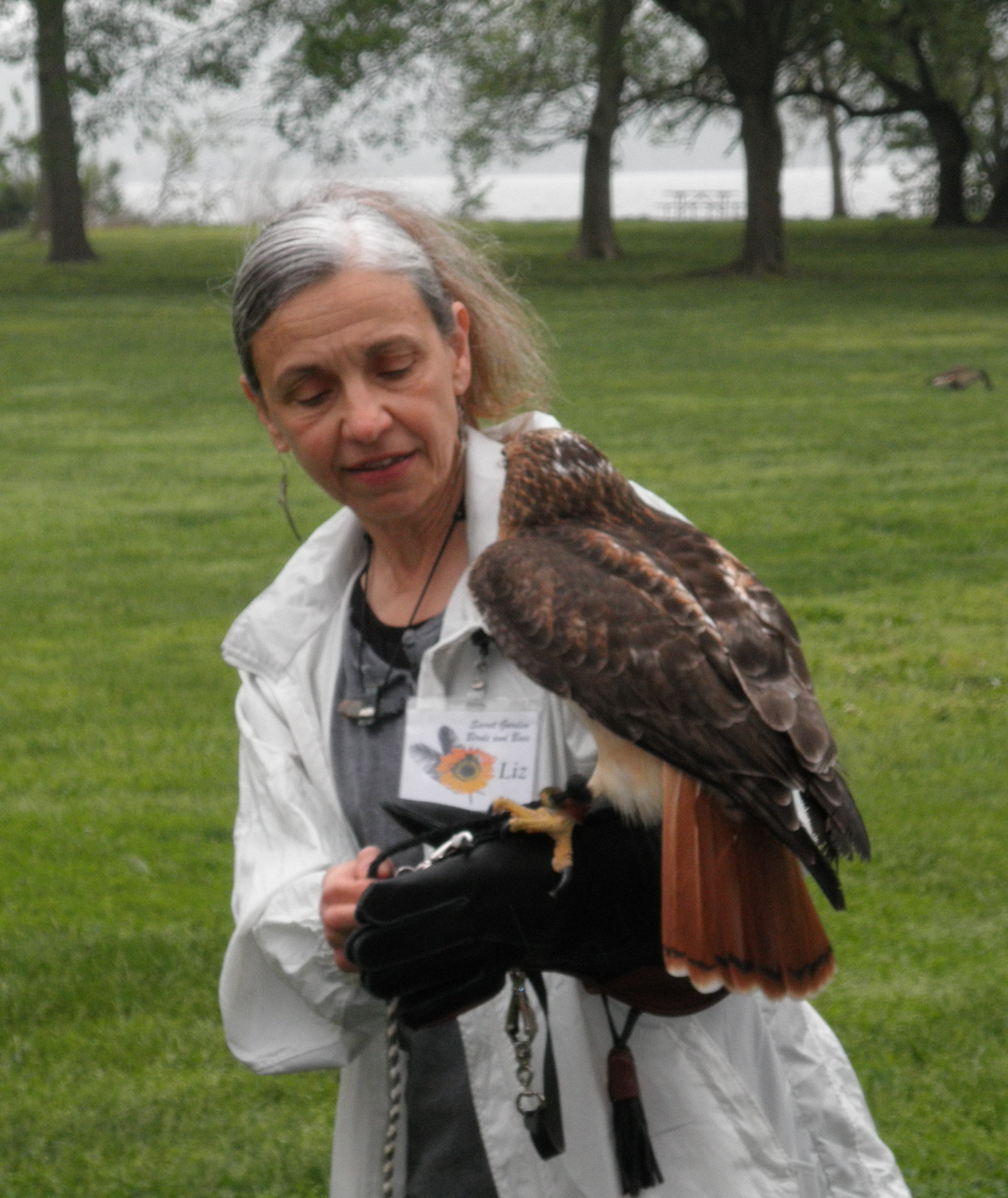 Red-tailed hawk