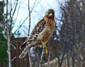 Red shouldered hawk