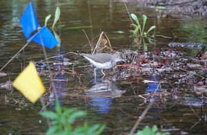 sandpiper