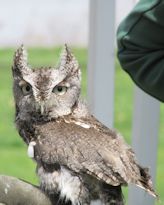 Screech owl