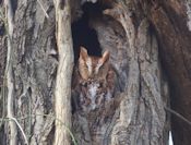 Screech owl