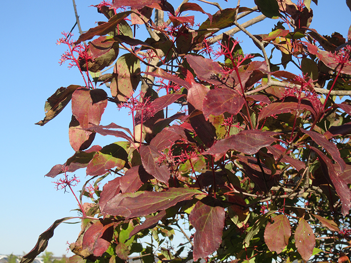 silky dogwood