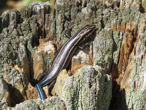 skink