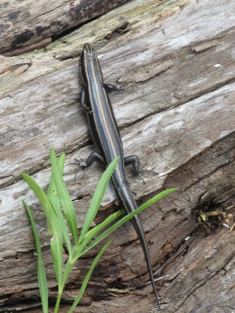 skink