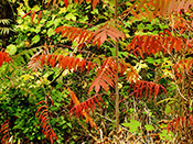 smooth sumac leaves BV sm
