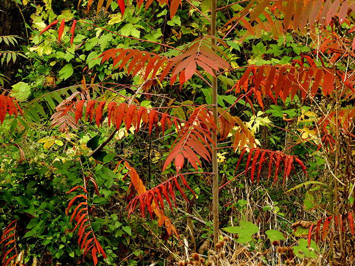 smooth sumac leaves BV