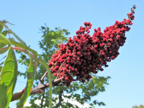 smooth sumac