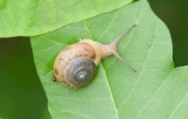 snail