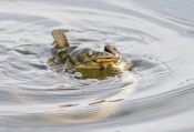 Northern watersnake Northern watersnake